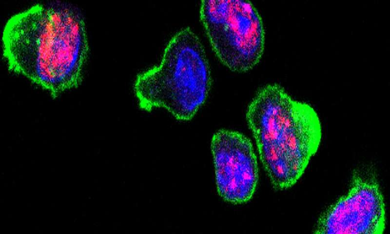 最新研究发现激活T细胞的“软肋”，致命疾病有望治愈