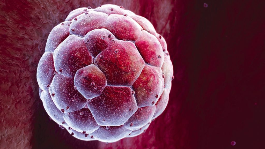 胚胎干细胞“全能”秘密揭晓：表达活跃的“Pramel7”蛋白或是幕后功臣