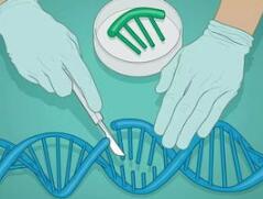 欧洲即将开展第一次基于CRISPR的人类基因改造试验
