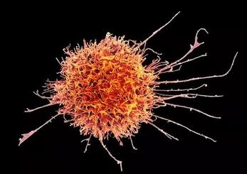 《科学》重磅：天生杀手出击！哈佛免疫学大牛发明全新抗体免疫治疗药物，让癌细胞在NK细胞面前无处可逃