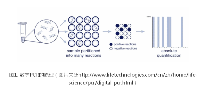 数字PCR技术的发展与应用