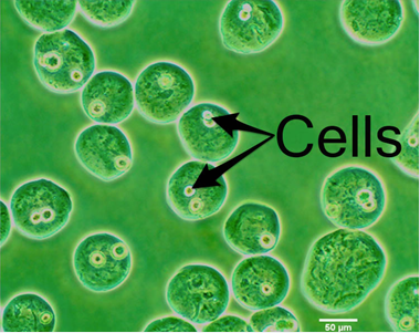 Langmuir：新型3D生物打印技术可打印出理想移植器官