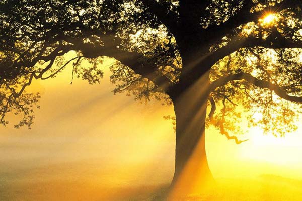 这家公司要提供无害的日光浴