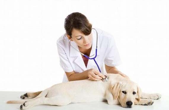 宠物医疗是个好生意吗？