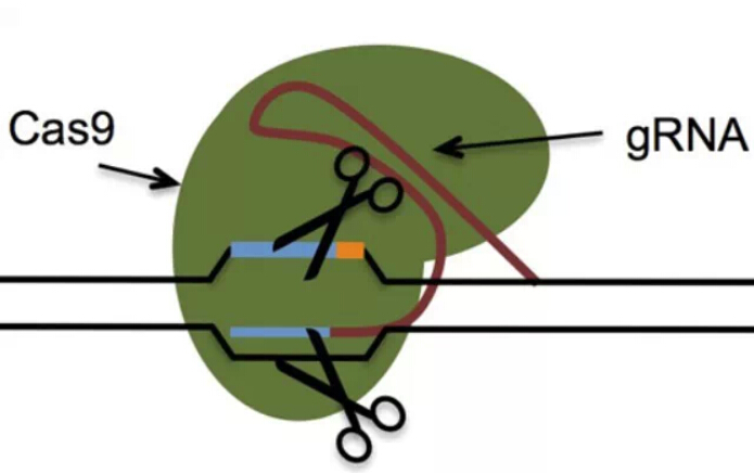 2015年重磅技术：新一代CRISPRs 