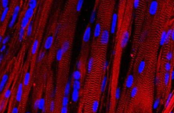 实验室首次成功培养有“生命力”的肌肉组织