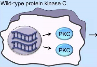 Cell：颠覆数十年癌症教条，PKC竟是肿瘤抑制因子