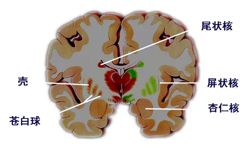 Nature年终大盘点：生物学5大前沿动态