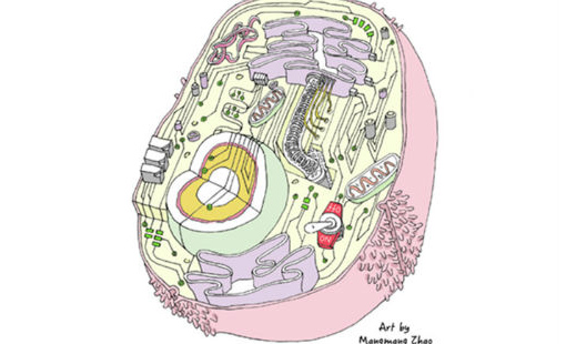 专访清华大学谢震，人工合成基因线路技术在Nature子刊发表