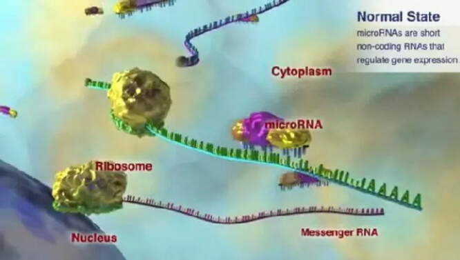 microRNA：Regulus Therapeutics丙肝药物RG-101一期临床结果不理想 