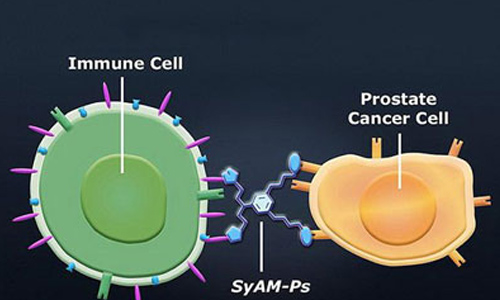 科学家研制口服型人造抗体可治疗前列腺癌