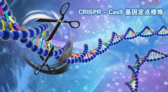 强大的基因编辑技术CRISPR-Cas9正试图改变埃及伊蚊的生活习性