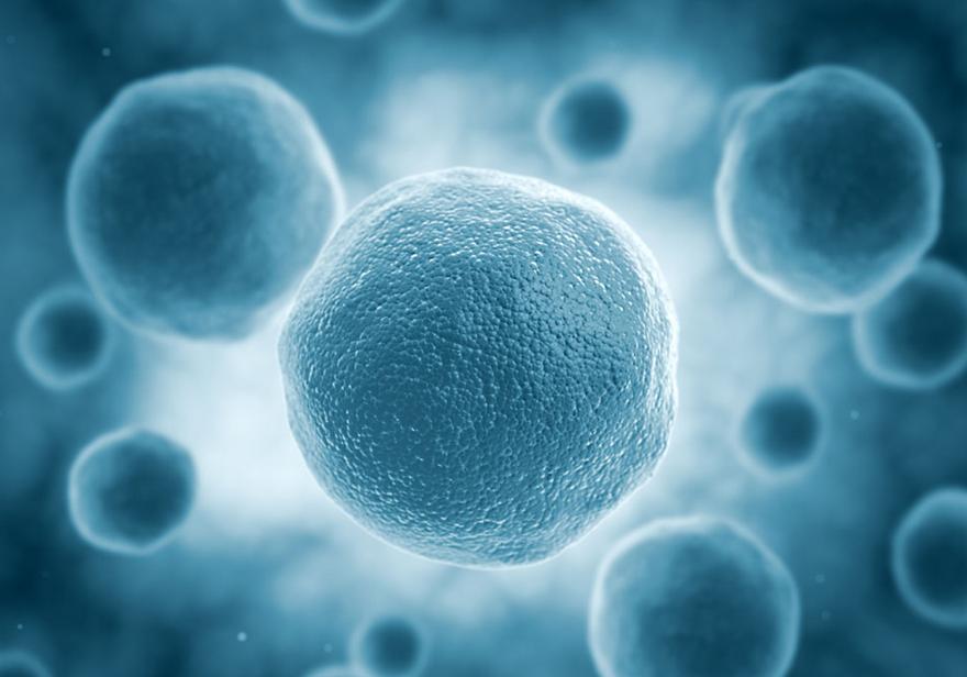 我国科学家发现新方法可使干细胞迅速增殖