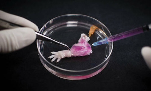 世界首例生物肢体：实验室里“种”出的大鼠前肢