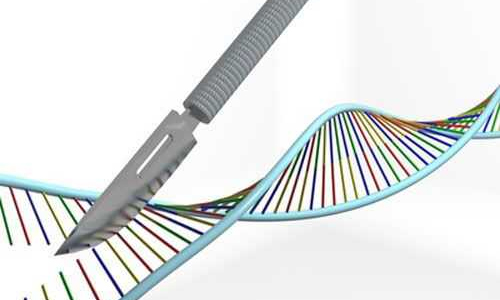 CRISP：基因编辑技术的“搅局者” 将怎样颠覆生命科学