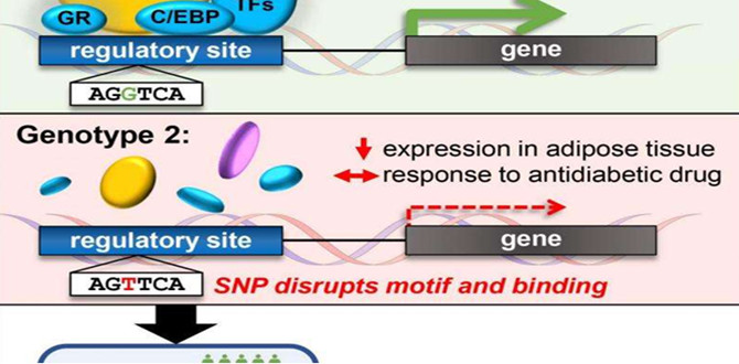 Cell：抗糖尿病药物作用于基因的差异性研究