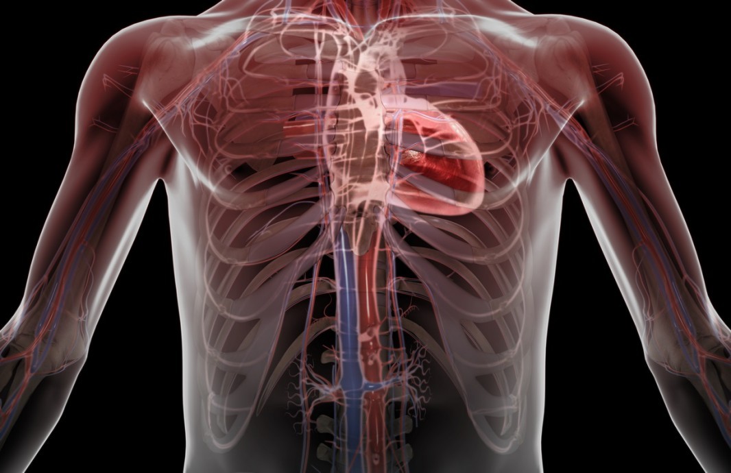 Essential Anatomy：一款绝对会让医学生尖叫的医学教学应用