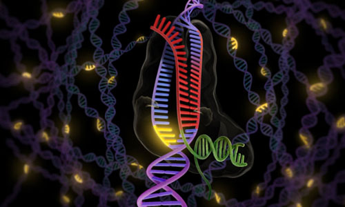 利用CRISPR/Cas9来攻克乙肝