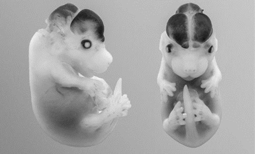 基因和实验鼠用于探索人的进化史 