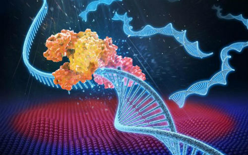 美科学家研究出一种超速光电PCR技术 能加速反应