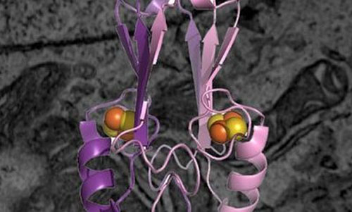 Nature：肿瘤关键蛋白结构被成功解析