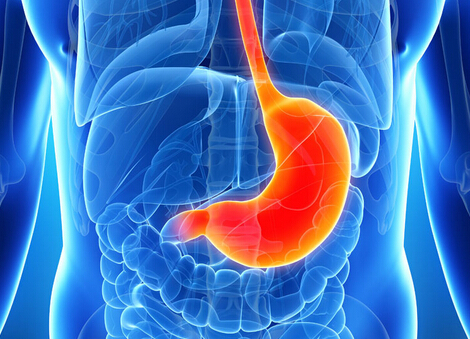 日本研究实验成功利用胚胎干细胞制造出“胃”