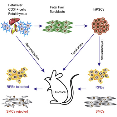Cell Stem Cell：利用干细胞对黄斑变性的新研究