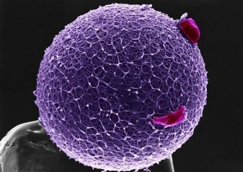 Cell Reports：科学家实现对卵母细胞的重编程