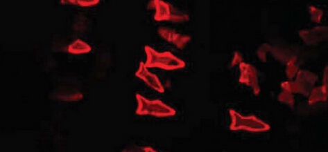 美开发可在血管游动的3D打印微型鱼，可用于解毒和医疗领域