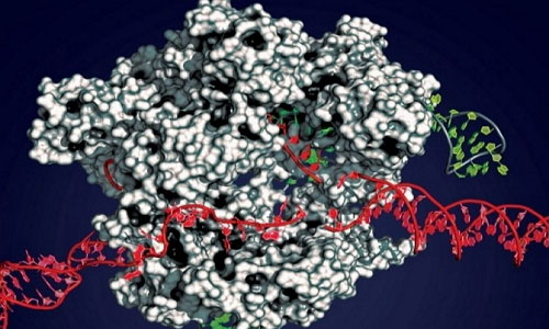 Nature子刊：双功能CRISPR-Cas9，可同步实现基因编辑和调控！