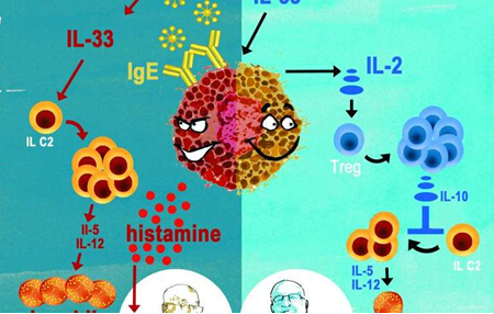 Immunity：治疗过敏新方法