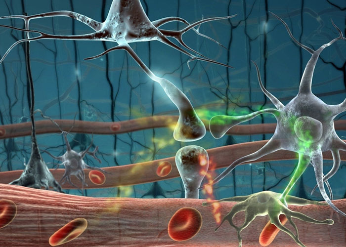 Science颠覆性发现：神经元可以变身