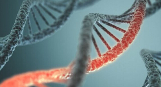 据说，人类寿命延长可以靠删除特定基因实现