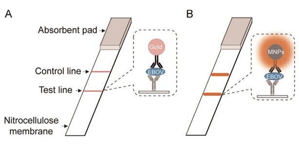 纳米酶试纸条疾病检测灵敏度提升百倍！有望用于埃博拉