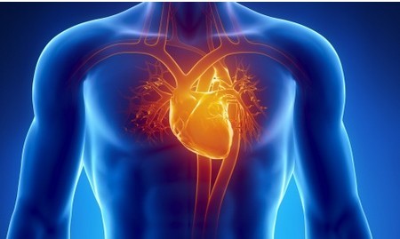 美科学家研究发现再生动脉细胞形成新通路的“自然搭桥”心脏病新疗法