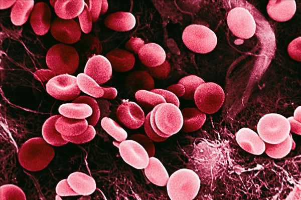 Science：颠覆经典！血细胞生成新理论