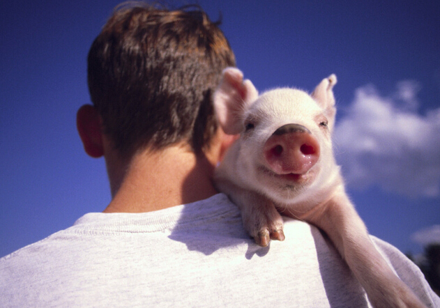 基因编辑技术让猪产生人血白蛋白