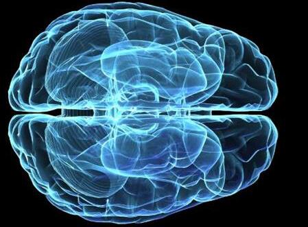 科学家首次3D打印出脑组织 可存活30天