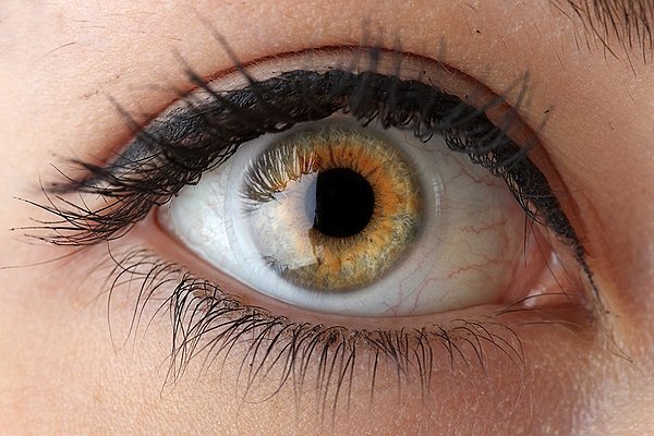 干细胞在眼科疾病的研究和应用