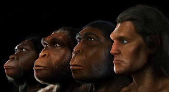 从猿猴进化到了人类，到底是大脑的作用还是小脑的快速发展