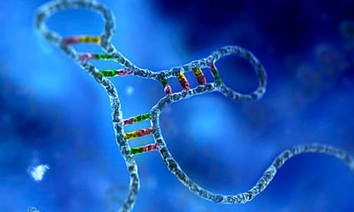 Science：特殊MicroRNA分子的缺失或在神经变性疾病中扮演重要角色