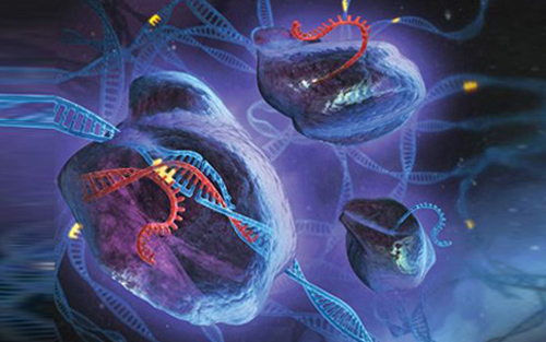 Nature: 乳腺癌和卵巢癌在非分裂期细胞中实现基因打靶的作用机理