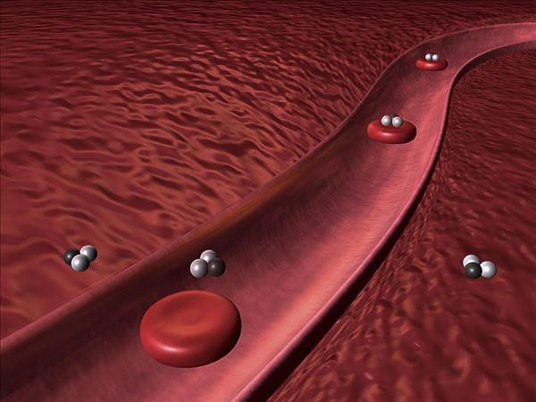 这家创业公司将血红细胞转变为多功能药物载体