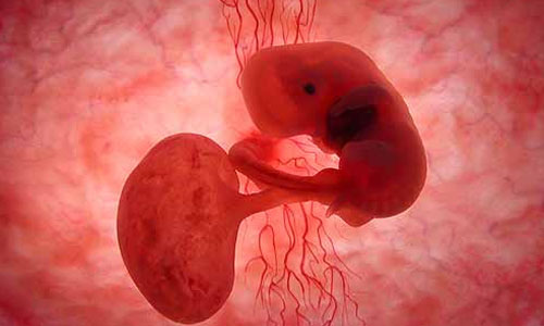 人类胚胎究竟是如何分化的
