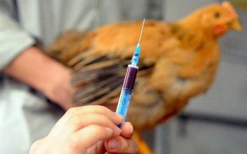 全球第5例，深圳首例H5N6禽流感患者抢救无效死亡