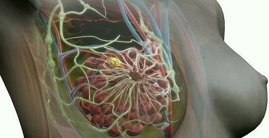 Nat Cell Biol：三阴性乳腺癌的新型治疗靶点HIF-1