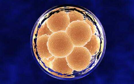 Cell：科学家破解干细胞起源谜题