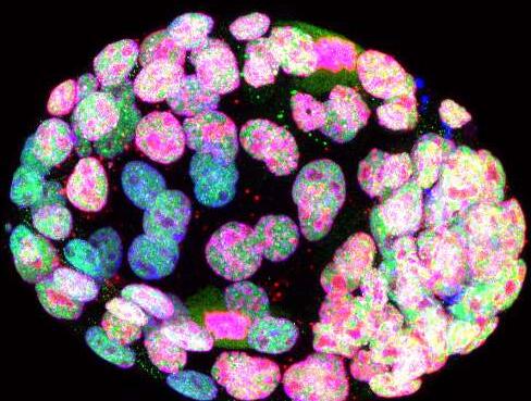 Cell：癌基因MYC控制干细胞活性
