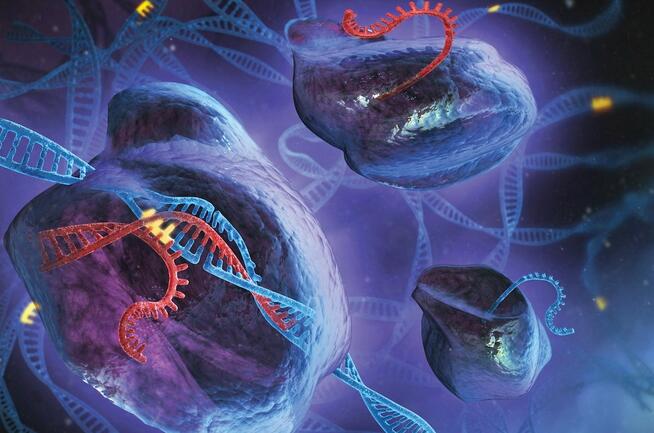 干货学习！CRISPR应用指南：导入DNA、RNA还是蛋白质？