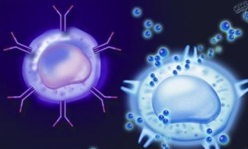 Science：B细胞多样性的发现让广谱疫苗成为可能